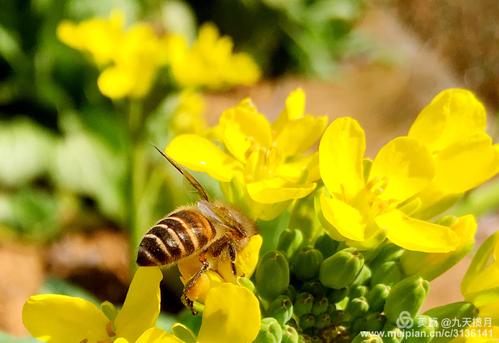 2021年5月16日支付寶螞蟻莊園答案!螞蟻莊園小課堂5.16今日最新答案
