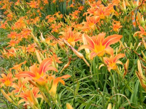 2021年5月9日支付寶螞蟻莊園答案是什么？螞蟻莊園小課堂5.9今日最新答案