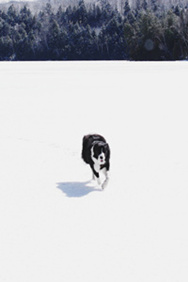 Python xlwings插入Excel圖片的實(shí)現(xiàn)方法