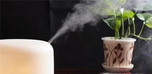 豆瓣綠的養殖方法和注意事項