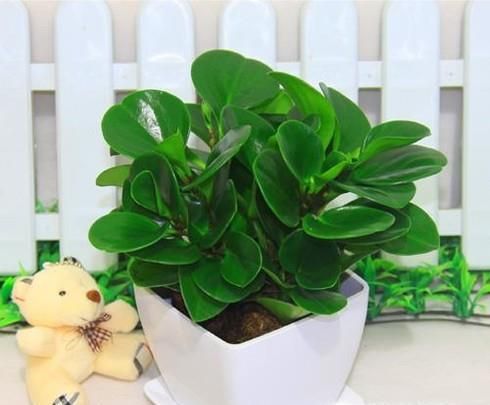 豆瓣綠的養殖方法和注意事項