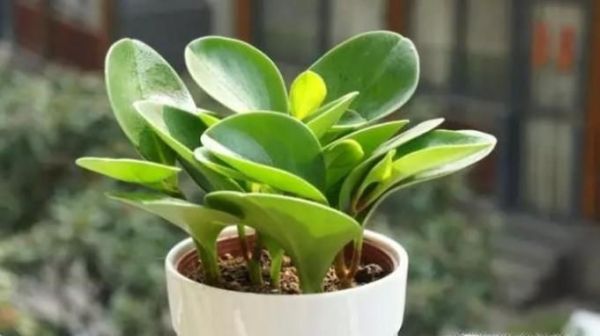 豆瓣綠的養殖方法和注意事項