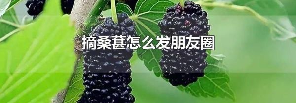 摘桑葚怎么發(fā)朋友圈