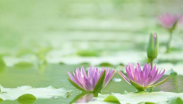 朋友圈曬花草的說說 朋友圈曬花草的句子