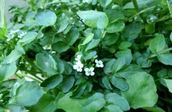 豆瓣菜經常食用它的好處？