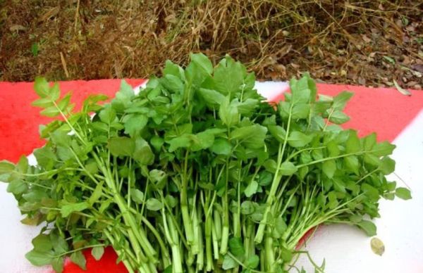 豆瓣菜經常食用它的好處？