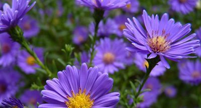 重陽遙寄短信表想念,點點滴滴都是情!