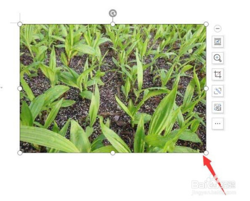 word圖片剪裁成二十四角星形狀方法介紹