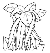 qq畫圖紅包四季豆怎么畫？QQ畫圖紅包四季豆畫法分享