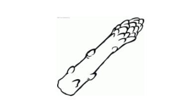 qq畫圖紅包蘆筍怎么畫?QQ畫圖紅包蘆筍畫法分享