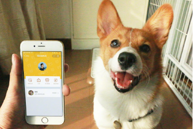 支付寶寵物碼如何申請