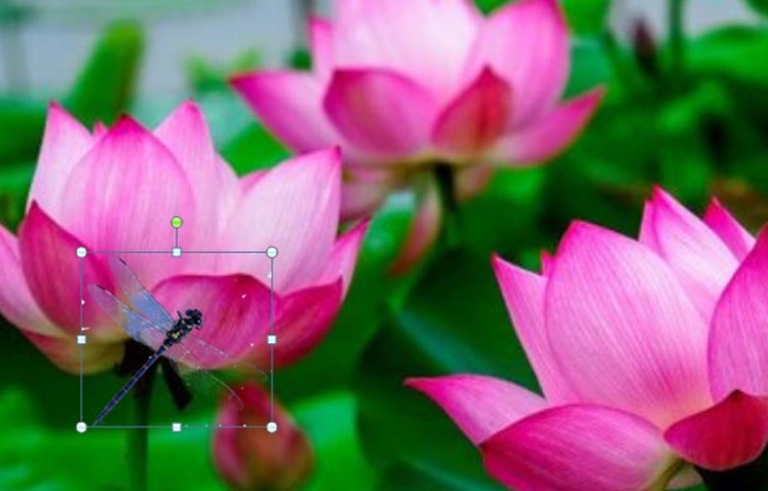 ppt制作出小荷才露尖尖角動畫場景的具體操作步驟