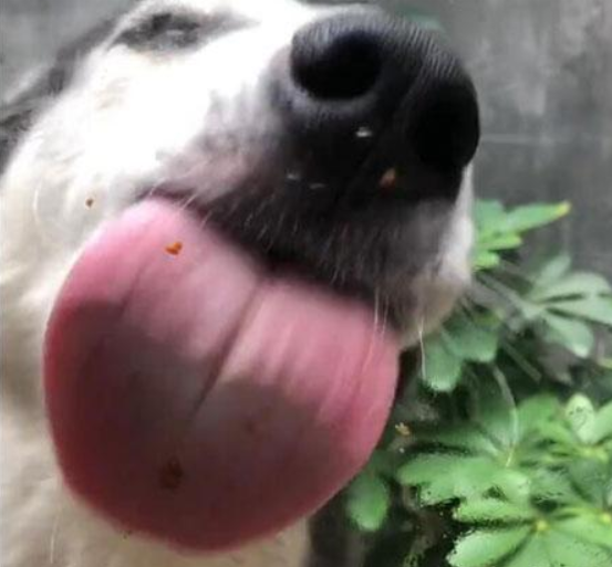 抖音狗舔屏高清動態壁紙什么樣？抖音狗舔屏高清動態壁紙詳情介紹！