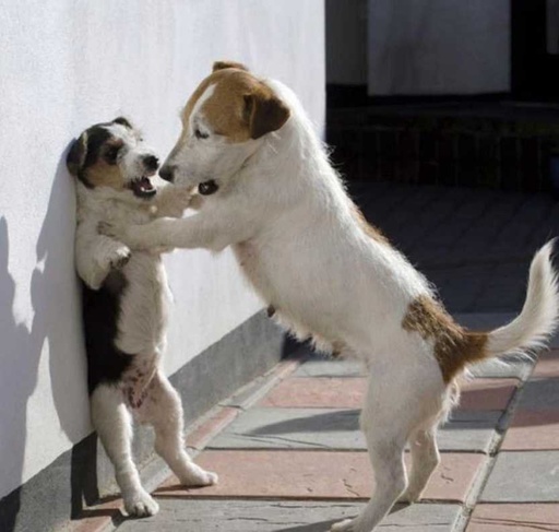 抖音我要把你摁在墻上親表情包是什么？抖音我要把你摁在墻上親表情包介紹！