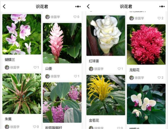 微信app小程序中的識花君怎么用?微信app小程序中的識花君用法介紹!