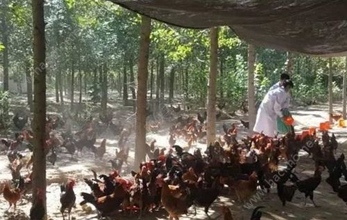 京東跑步雞是什么 京東跑步雞怎么加盟