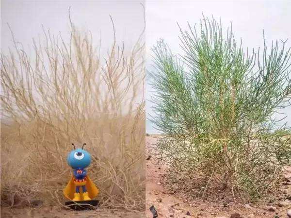 螞蟻森林為何沒有行走能量 支付寶螞蟻森林沒有行走能量怎么辦