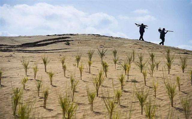 螞蟻森林種的樹實際在哪里 支付寶螞蟻森林種樹實景圖如何看