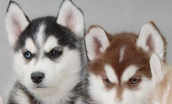 windows10電腦沒聲音了如何恢復