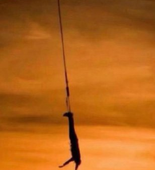 抖音長頸鹿上吊什么梗_長頸鹿上吊什么意思