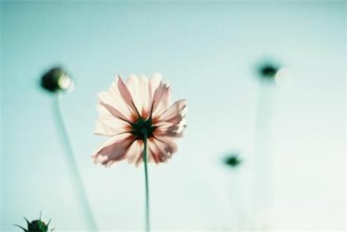 抖音如果只剩一朵花是什么歌_如果只剩一朵花歌曲試聽地址分享