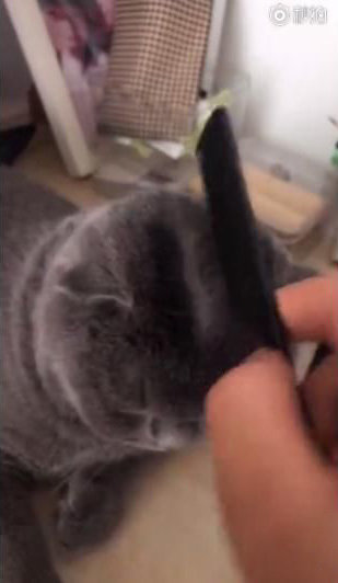 抖音你認我做大哥我教你梳中分BGM