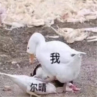 【抖音爾晴我勸你善良表情包】全套無水印分享