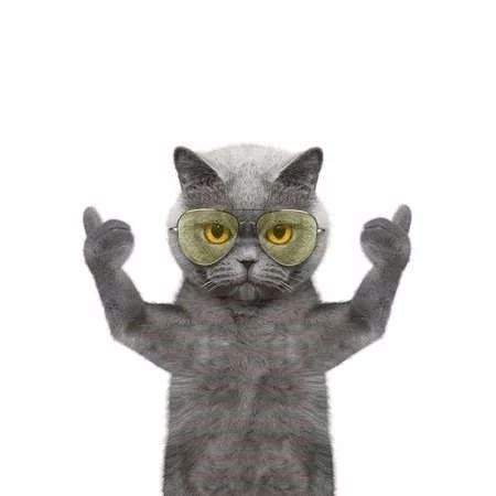 【抖音后裔射日圖+霸氣貓】原圖高清版分享