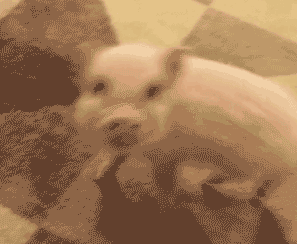 【抖音熱門豬圈GIF表情包】全套高清無水印分享