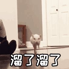 【抖音熱門豬圈GIF表情包】全套高清無水印分享