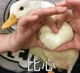 【抖音網紅比心鴨子表情包】比心鴨子高清無水印圖片分享