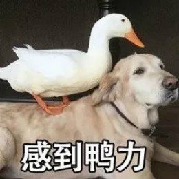 【抖音網紅比心鴨子表情包】比心鴨子高清無水印圖片分享