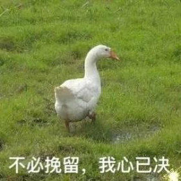 【抖音網紅比心鴨子表情包】比心鴨子高清無水印圖片分享