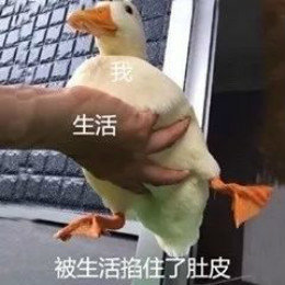 【抖音網紅比心鴨子表情包】比心鴨子高清無水印圖片分享