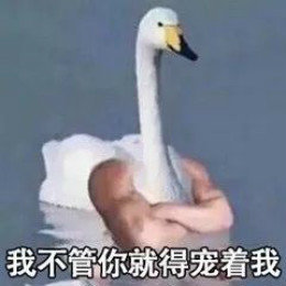 【抖音網紅比心鴨子表情包】比心鴨子高清無水印圖片分享