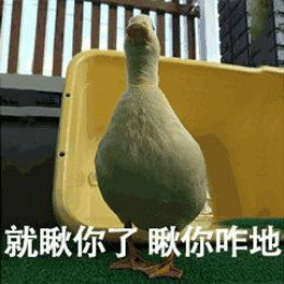 【抖音網紅比心鴨子表情包】比心鴨子高清無水印圖片分享