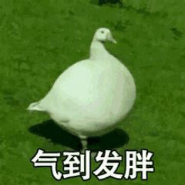 【抖音網紅比心鴨子表情包】比心鴨子高清無水印圖片分享