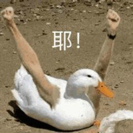 【抖音網紅比心鴨子表情包】比心鴨子高清無水印圖片分享