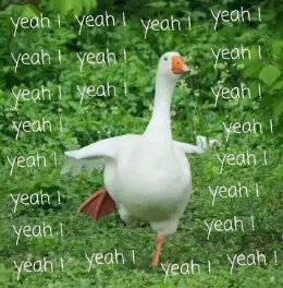 【抖音網紅比心鴨子表情包】比心鴨子高清無水印圖片分享