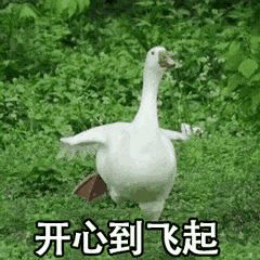 【抖音網紅比心鴨子表情包】比心鴨子高清無水印圖片分享