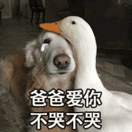 【抖音網紅比心鴨子表情包】比心鴨子高清無水印圖片分享