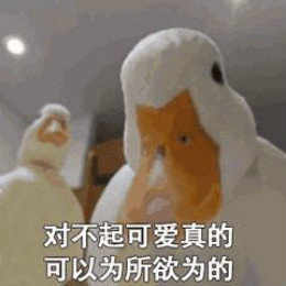 【抖音網紅比心鴨子表情包】比心鴨子高清無水印圖片分享