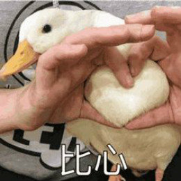 【抖音網紅比心鴨子表情包】比心鴨子高清無水印圖片分享