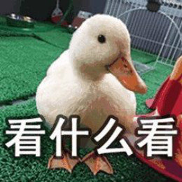 【抖音網紅比心鴨子表情包】比心鴨子高清無水印圖片分享