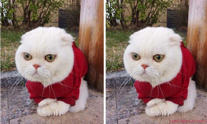 抖音二豆走丟了是真的嗎 二豆走丟來是怎么回事