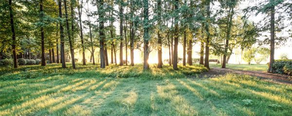 螞蟻森林保護罩怎么獲得 螞蟻森林保護罩如何獲得