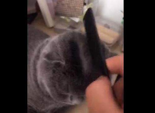 【抖音你讓我做大哥我教你梳中分什么梗】出處內涵