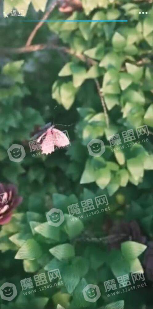 抖音【掃描人民幣變鳳凰】拍攝具體方法介紹