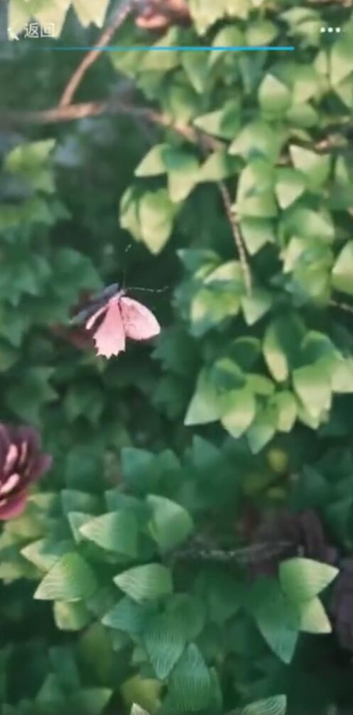 抖音掃描人民幣變鳳凰怎么拍？具體方法介紹