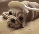 抖音黑狗蛋糕目瞪口呆表情包分享【高清無水印】